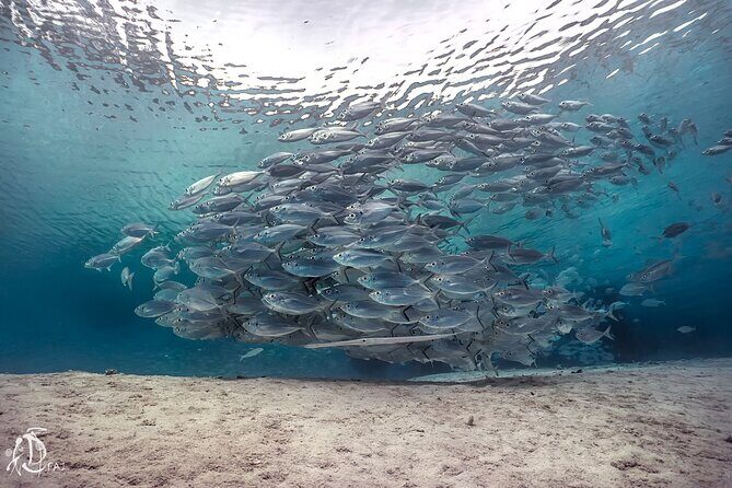 (2 Dives) Discover Scuba Diving Kota Kinabalu - Why Kota Kinabalu’s Marine Park Works for a First Scuba Session