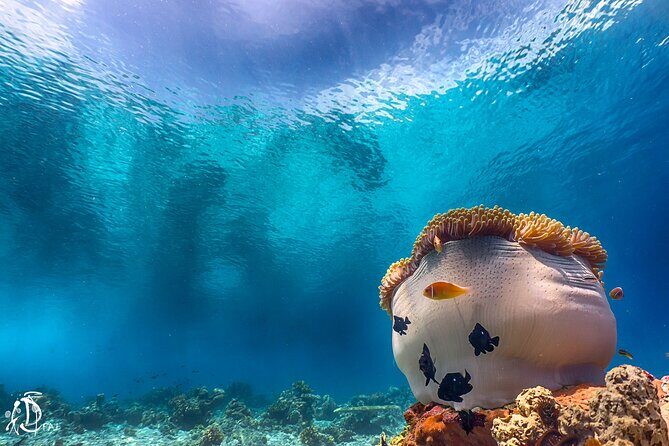 (2 Dives) Discover Scuba Diving Kota Kinabalu - Tunku Abdul Rahman Marine Park: What You Should Look For
