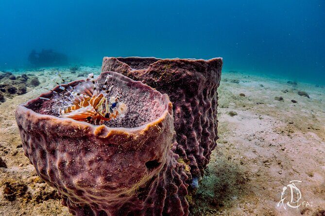 (2 Dives) Discover Scuba Diving Kota Kinabalu - Sapi Island Shore Session: Why Starting From the Beach Helps