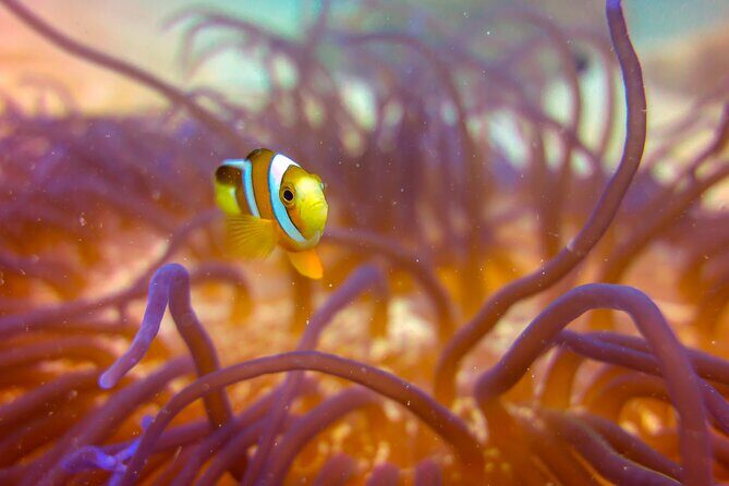 (2 Dives) Discover Scuba Diving Kota Kinabalu - After-Lunch Boat Session: Second Time Is About Confidence