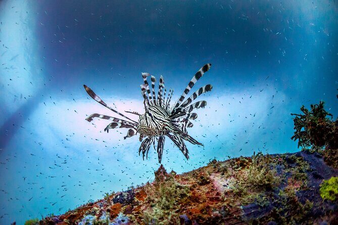 (2 Dives) Discover Scuba Diving Kota Kinabalu - Getting to Jesselton Point: Your 8:45am Timing Matters