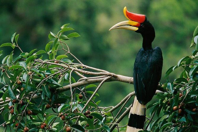 2-Night Danum Valley Borneo Rainforest Lodge Hiking and Wildlife Adventure - Key highlights worth caring about