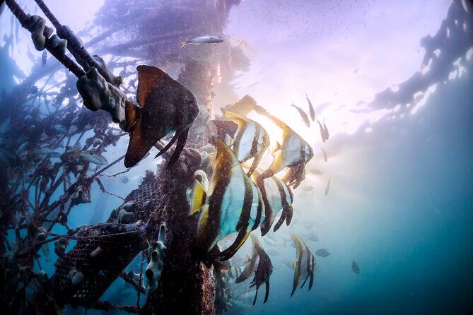 (3 Days) PADI Open Water Diver Course Kota Kinabalu - Meeting at Go Aquatic in the city center (and why it matters)