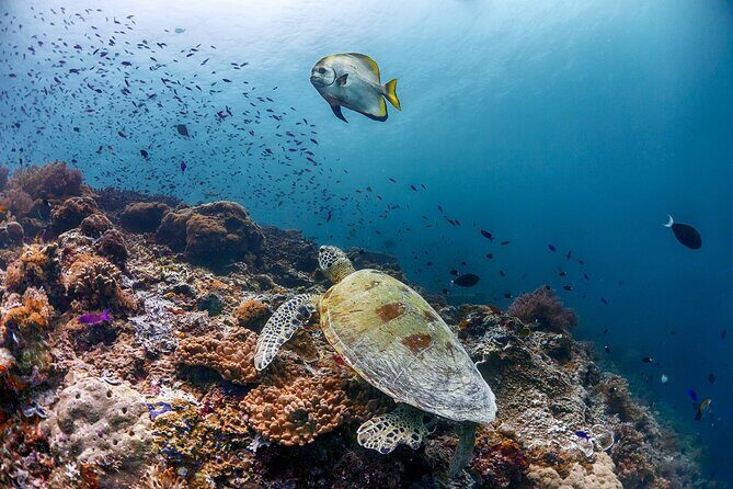 (3 Days) PADI Open Water Diver Course Kota Kinabalu - Lunch every day, and why that’s surprisingly important