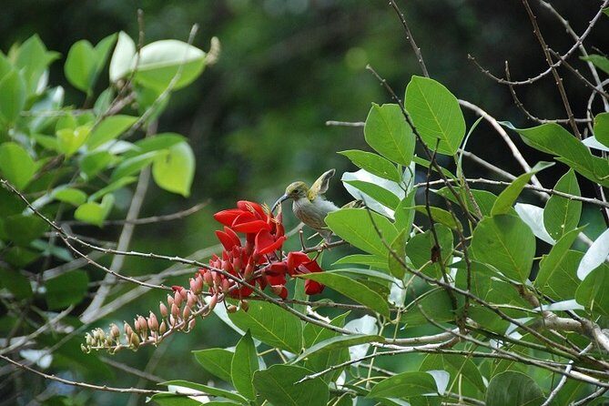 4-Day Jungle Experience in Taman Negara from Kuala Lumpur - Price and what you’re actually paying for