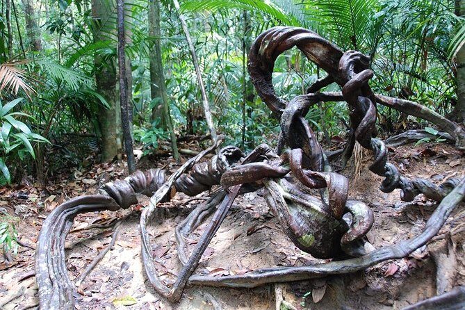 4-Day Jungle Experience in Taman Negara from Kuala Lumpur - The canopy walk question: ask before you rely on it