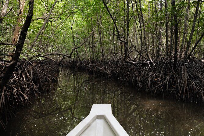 5 Hours Mangrove Boat Tour in Langkawi - Kilim and Tanjung Rhu: the mangrove world you can actually see