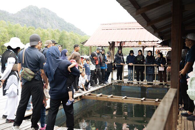5 Hours Mangrove Boat Tour in Langkawi - Lunch at the fish farm restaurant (and a fish show)