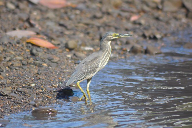 5 Hours Sharing Basis Kilim Mangrove Safari Boat Tour in Langkawi - Why This Kilim Mangrove Boat Plan Works So Well