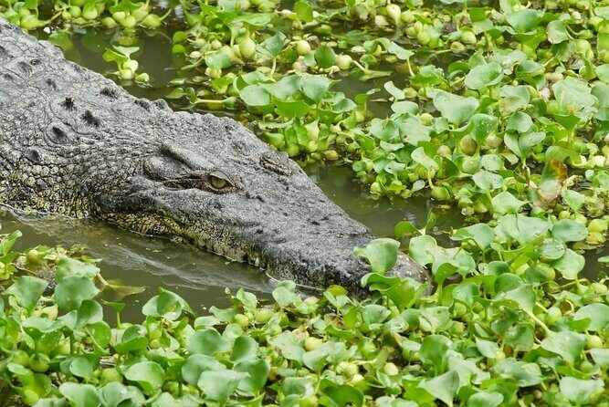 Adventure Combo - Crocodile Adventureland Langkawi: what this ticket really includes