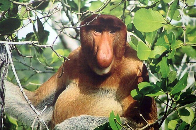 Bako National Park - Trekking through rainforest ecosystems without getting lost