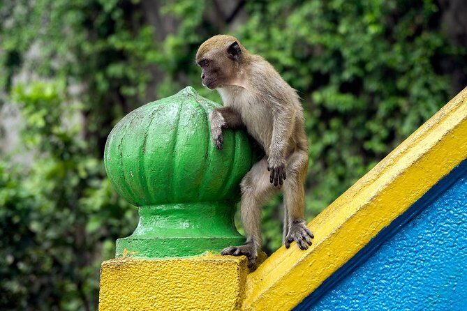 Batu Caves and Watching Fireflies in Kuala Selangor - Kuala Selangor Nature Park: meeting silver leaf monkeys safely