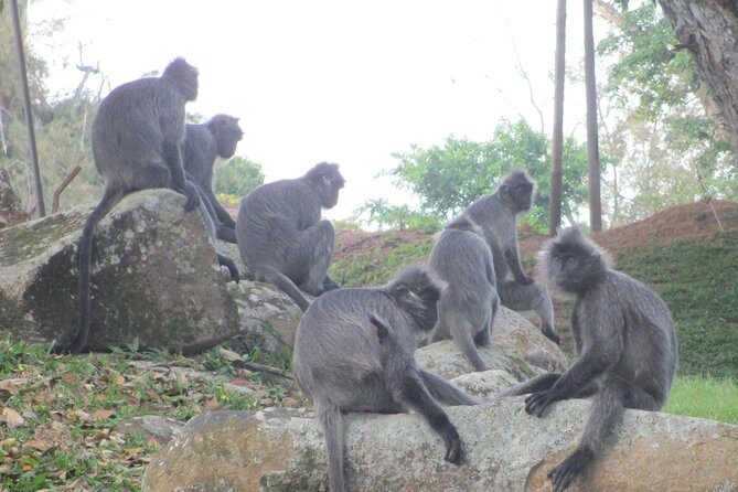 Batu Caves,Hot Spring, Monkey & Fireflies Tour with Dinner - Dinner on the River: Seafood, Vegetarian, Halal, and Chinese Tea