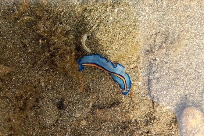 Beachlife & Tidepool Discovery at Desaru Coast Johor |JungleWalla - Key highlights worth planning around