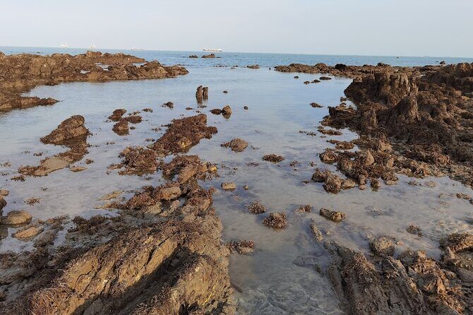 Beachlife & Tidepool Discovery at Desaru Coast Johor |JungleWalla - Who this tour is best for (and who might prefer something else)