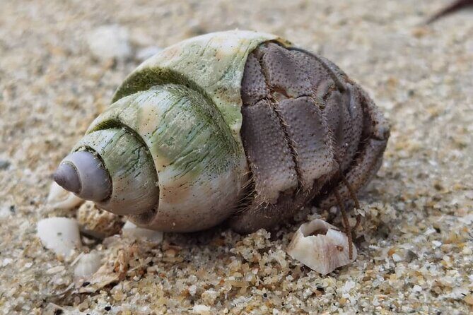 Beachlife & Tidepool Discovery at Desaru Coast Johor |JungleWalla - Stop 1: the tidepool discovery walk at Desaru Beach
