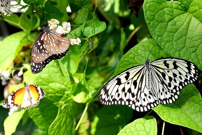 Bird Park & Butterfly Farm Nature Include All Entrance Tour From Kuala Lumpur - Key Highlights at a Glance
