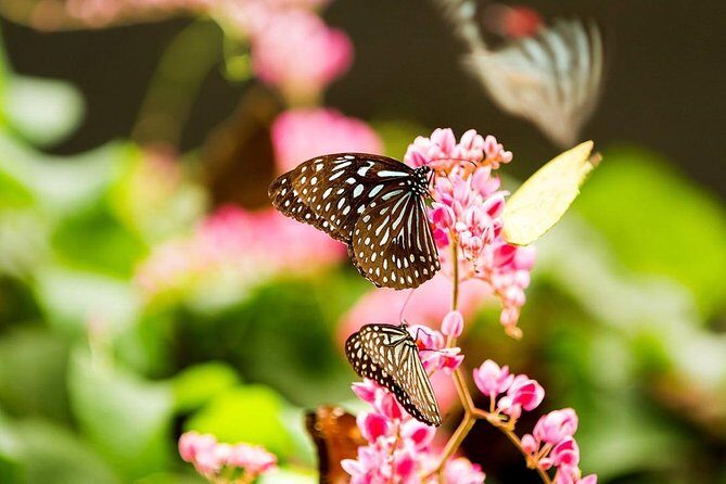 Bird Park & Butterfly Farm Nature Tour From Kuala Lumpur - Driver reliability: Most of the day is great, but timing can swing