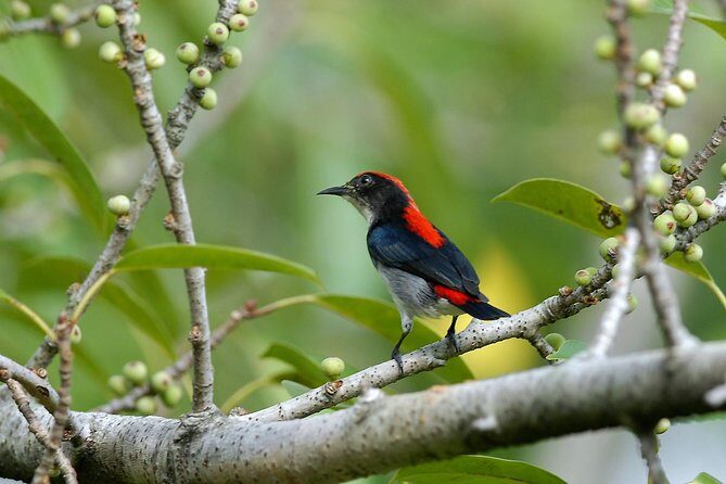 Birdwatching Tour in Langkawi - Key things to know before you go