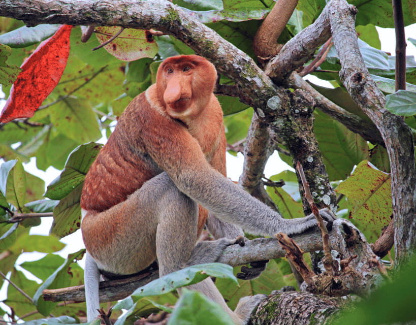 Bongawan River Cruise: Proboscis Monkey & Fireflies Viewing - Sky Mirror sunset: getting those reflection photos the easy way