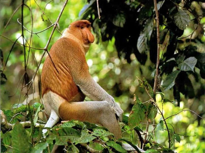 Bongawan Wetland: Proboscis Monkey and Fireflies Shared Tour - Key highlights at Bongawan Wetland