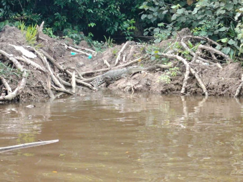 Bongawan Wetland: Proboscis Monkey and Fireflies Shared Tour - First river cruise: searching mangroves for proboscis monkeys
