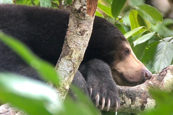 Bornean Sun Bear Conservation Centre & Sepilok Orang Utan Rehab Centre Tour - Bornean Sun Bear Conservation Centre: small bear, big effort