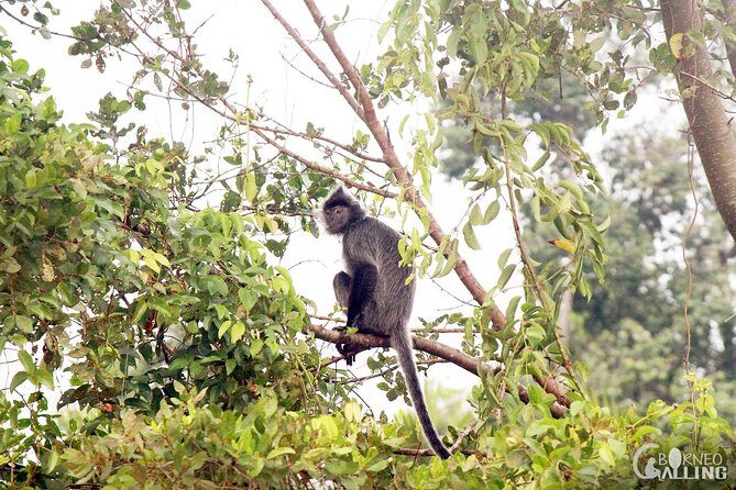 Borneo Kinabatangan River Cruise Day Trip - Boarding the evening cruise: what to expect on the water