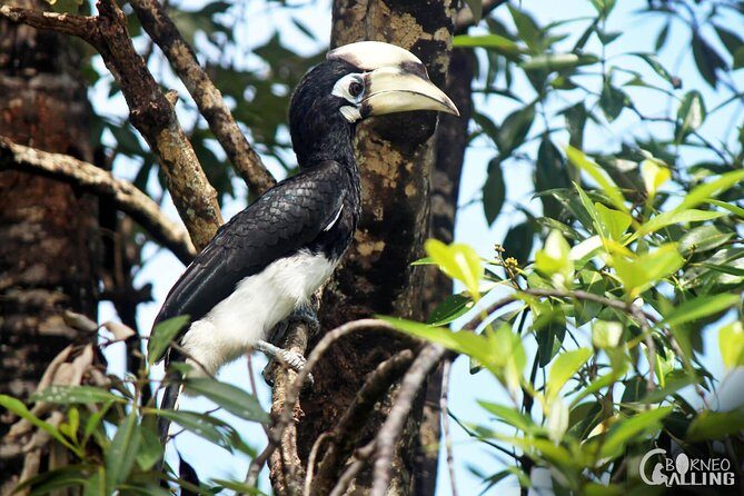 Borneo Kinabatangan River Cruise Day Trip - Wildlife reality check: how to set expectations without ruining the fun