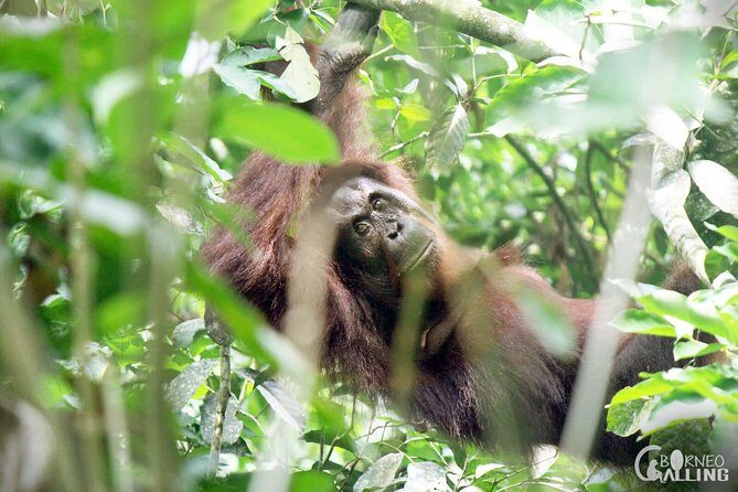 Borneo Kinabatangan River Cruise Day Trip - Who this day trip suits best (and who should skip it)