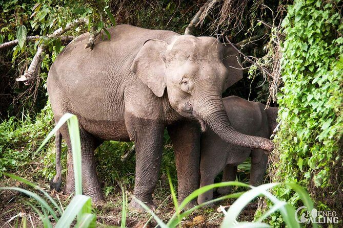 Borneo Kinabatangan River Cruise Day Trip - The long waiting window until 4 pm (and how to handle it)