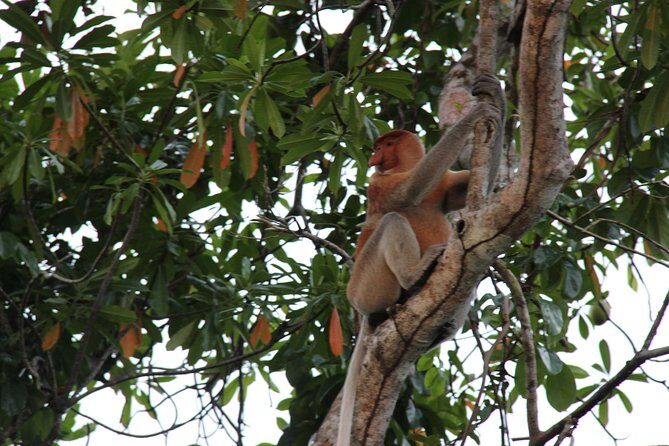 Borneo (Klias) River Cruise & Fireflies Tour - Quick takes before you go