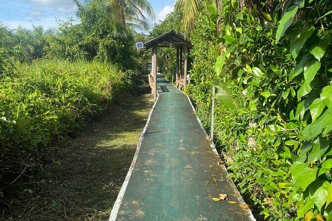 Borneo (Klias) River Cruise & Fireflies Tour - Dinner is included: buffet comfort before the fireflies