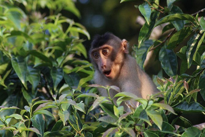 Borneo Wildlife Tour 2 Days 1 Night At Tanjung Bulat Jungle Camp Kinabatangan - Key Things to Know Before You Go