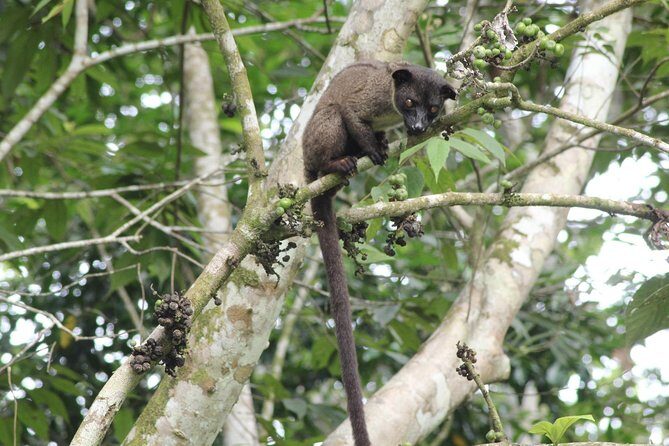 Borneo Wildlife Tour 2 Days 1 Night At Tanjung Bulat Jungle Camp Kinabatangan - Getting There: Pickup From Sandakan or Sepilok and the Lunch Detour