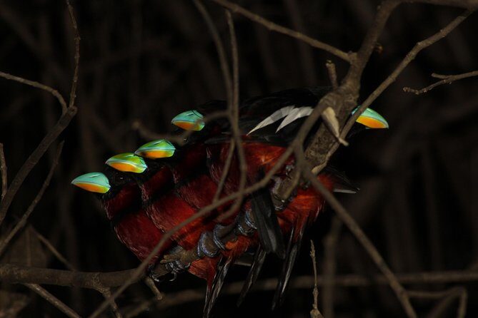 Borneo Wildlife Tour 2 Days 1 Night At Tanjung Bulat Jungle Camp Kinabatangan - Day 1 Afternoon Cruise: 4:30pm to 6:00pm Wildlife Time