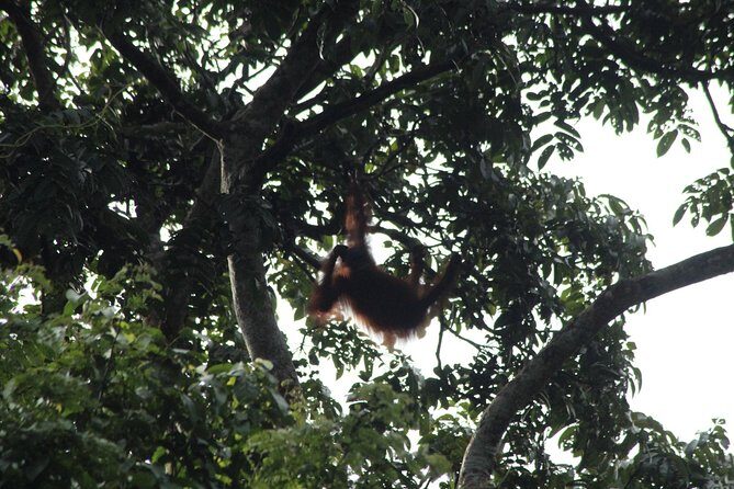 Borneo Wildlife Tour 3 Days 2 Nights At Tanjung Bulat Jungle Camp Kinabatangan - Key points to know before you go