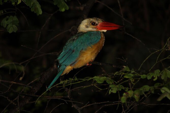 Borneo Wildlife Tour 3 Days 2 Nights At Tanjung Bulat Jungle Camp Kinabatangan - Why Tanjung Bulat Jungle Camp feels like real Borneo