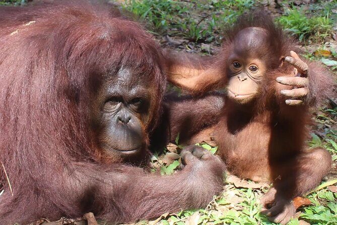Bukit Merah Orang Utan and Penang City Private Tour - Key highlights at a glance