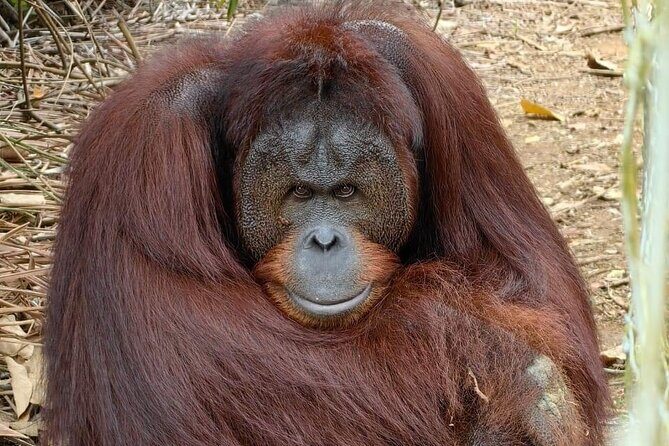 Bukit Merah Orang Utan and Penang City Private Tour - Why this Penang private tour is a smart one-day combo