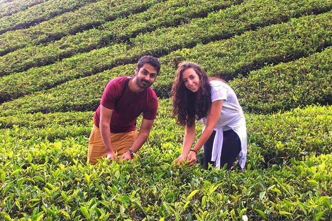 Cameron Highland Best Day Tour from Ipoh with Lunch ( Day Trip) - The mountain drive: timing, traffic, and motion sickness reality