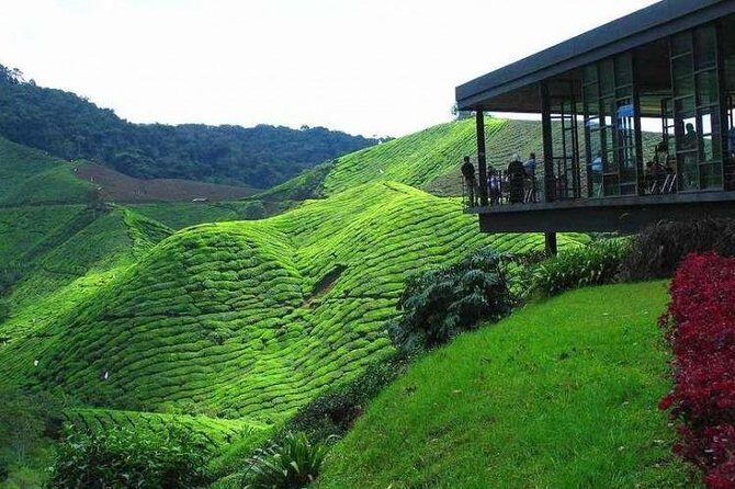 Cameron Highland Day Tour from Kuala Lumpur - Key things to know before you go