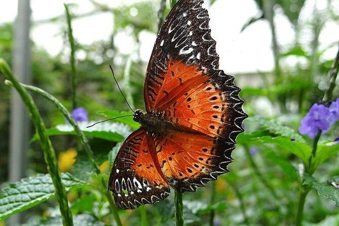 Cameron Highland Day Tour from Kuala Lumpur - Vegetable Farm, Vegetable Market, and What You’ll Smell and Taste