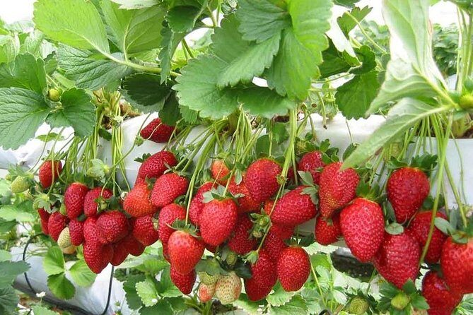Cameron Highland Day Tour From Kuala Lumpur With Lunch Local food - Cameron Highlands From Kuala Lumpur Without the Headache
