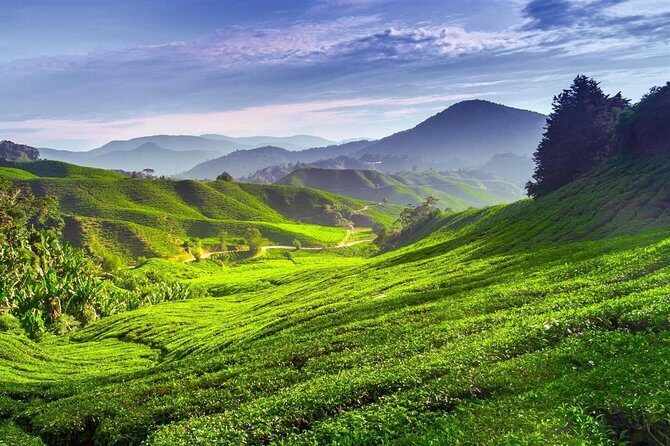 Cameron Highland Day Tour From Kuala Lumpur With Lunch Local food - The Drive Out: What the Morning Actually Feels Like