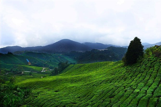 Cameron Highland Day-Trip from Kuala Lumpur - Key things that make this trip work well