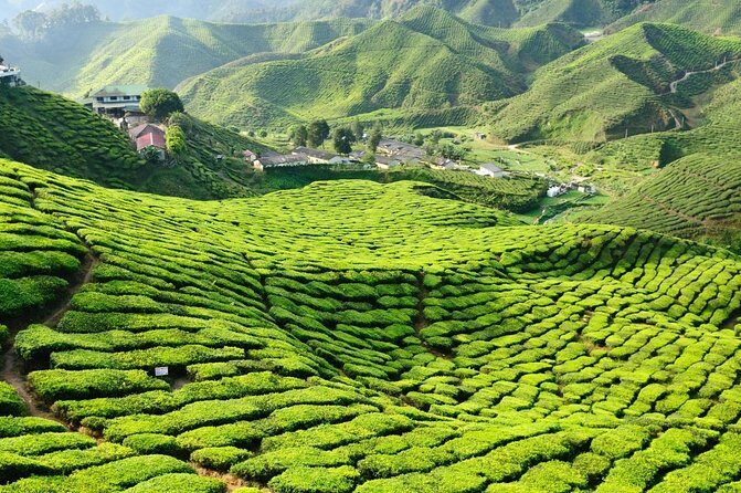 Cameron Highland Full Day Tour from KL City (Private) - Cameron Highlands in One Day: What Makes It Work
