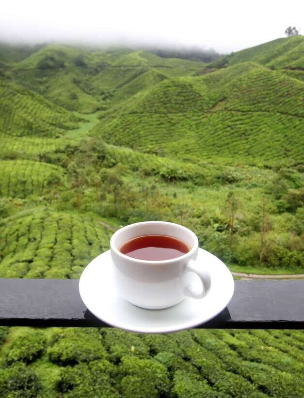 Cameron Highlands 1 Day Tour from Kuala Lumpur - Key highlights to know before you go