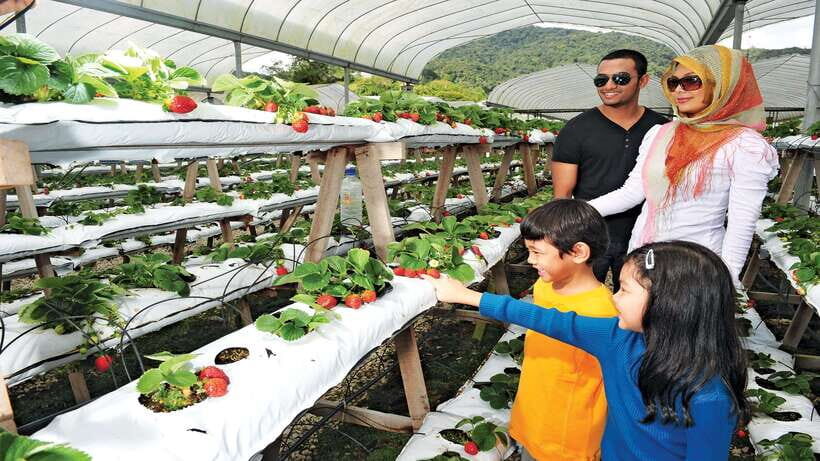 Cameron Highlands 1 Day Tour from Kuala Lumpur - Who This Tour Is For (and Who Should Skip It)