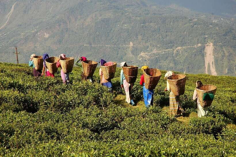 Cameron Highlands 1 Day Tour from Kuala Lumpur - Why Cameron Highlands Works Best as a One-Day Trip From KL
